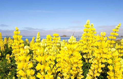 Framed Yellow lupines in a field, Del Norte County, California, USA Print