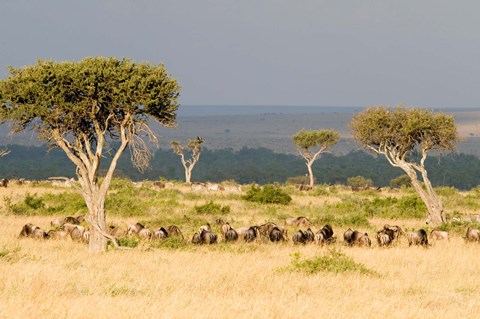 Framed Masai Mara National Reserve, Kenya Print