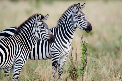 Framed Two Burchell&#39;s zebras (Equus burchelli) in a forest, Tarangire National Park, Tanzania Print