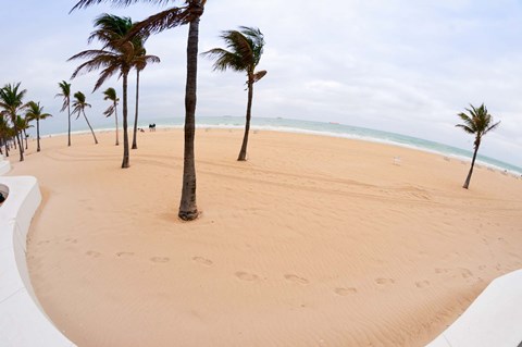 Framed Palm trees on the beach, Fort Lauderdale, Broward County, Florida, USA Print
