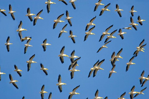 Framed Flock of birds flying in the sky Print