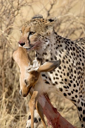 Framed Cheetahs (Acinonyx jubatus) and Prey, Samburu National Park, Rift Valley Province, Kenya Print