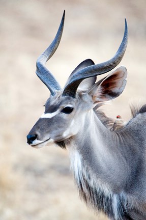 Framed Greater Kudu (Tragelaphus strepsiceros) in a forest, Samburu National Park, Rift Valley Province, Kenya Print