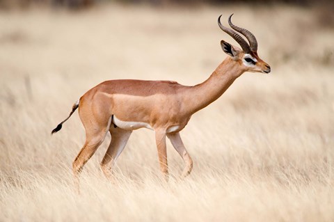 Framed Male gerenuk (Litocranius walleri) standing in field, Samburu National Park, Rift Valley Province, Kenya Print