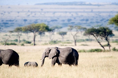 Framed African elephant (Loxodonta africana) with its calf walking in plains, Masai Mara National Reserve, Kenya Print