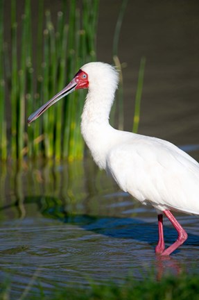 Framed African spoonbill (Platalea alba) in a lake, Ngorongoro Crater, Ngorongoro, Tanzania Print