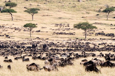 Framed Great migration of wildebeests, Masai Mara National Reserve, Kenya Print