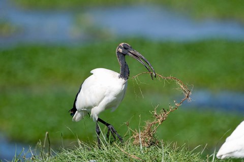 Framed Sacred ibis (Threskiornis aethiopicus) in a field, Ngorongoro Crater, Ngorongoro, Tanzania Print