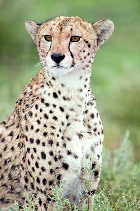 Framed Close-up of a female cheetah (Acinonyx jubatus) in a forest, Ndutu, Ngorongoro, Tanzania Print