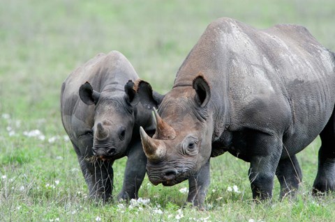 Framed Black rhinoceros (Diceros bicornis) in a field, Ngorongoro Crater, Ngorongoro, Tanzania Print
