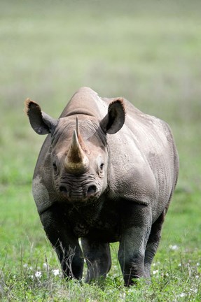 Framed Black rhinoceros (Diceros bicornis) standing in a field, Ngorongoro Crater, Ngorongoro, Tanzania Print