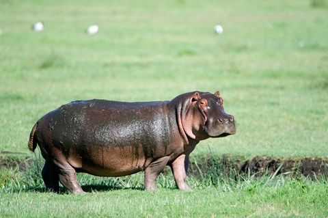Framed Hippopotamus (Hippopotamus amphibius) in a field, Ngorongoro Crater, Ngorongoro, Tanzania Print