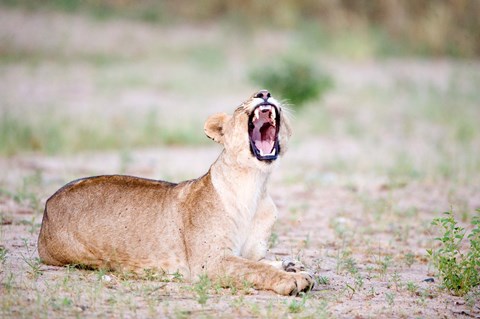 Framed Lioness Yawning in a Forest, Tarangire National Park, Tanzania Print