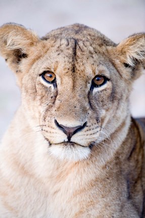 Framed Close-up of a lioness (Panthera leo), Tarangire National Park, Tanzania Print