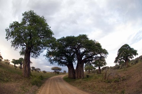 Framed Baobab Trees (Adansonia digitata) in a forest, Tarangire National Park, Tanzania Print