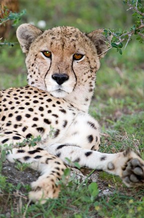 Framed Head of a Cheetah, Ndutu, Ngorongoro, Tanzania Print