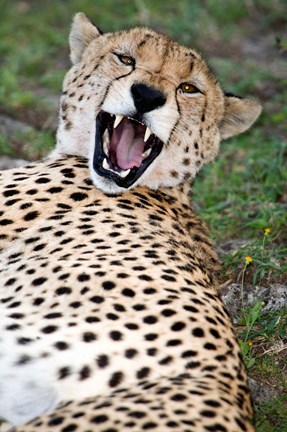 Framed Snarling Cheetah, Ndutu, Ngorongoro, Tanzania Print