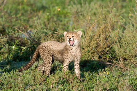 Framed Cheetah cub (Acinonyx jubatus) yawning in a forest, Ndutu, Ngorongoro, Tanzania Print
