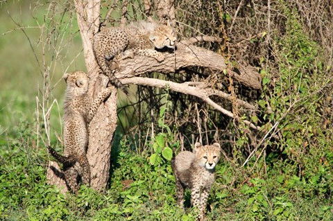 Framed Cheetah Cubs Climbing a Tree, Ndutu, Ngorongoro, Tanzania Print