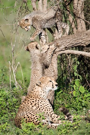 Framed Cheetah cubs (Acinonyx jubatus) with their mother in a forest, Ndutu, Ngorongoro, Tanzania Print
