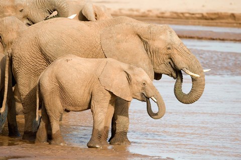 Framed African elephants (Loxodonta africana) drinking water, Samburu National Park, Rift Valley Province, Kenya Print