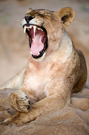 Framed Close Up of Lioness (Panthera leo) Yawning in a Forest, Tarangire National Park, Tanzania Print