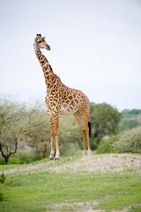 Framed Masai giraffe (Giraffa camelopardalis tippelskirchi) in a forest, Tarangire National Park, Tanzania Print