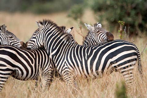 Framed Burchell's zebras (Equus burchelli) in a forest, Tarangire National Park, Tanzania Print