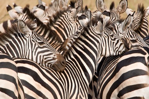 Framed Burchell's Zebras, Tarangire National Park, Tanzania Print