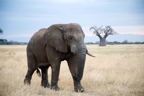 Framed African elephant (Loxodonta africana) walking in a forest, Tarangire National Park, Tanzania Print