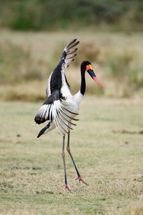 Framed Saddle Billed stork (Ephippiorhynchus Senegalensis) spreading wings, Tarangire National Park, Tanzania Print