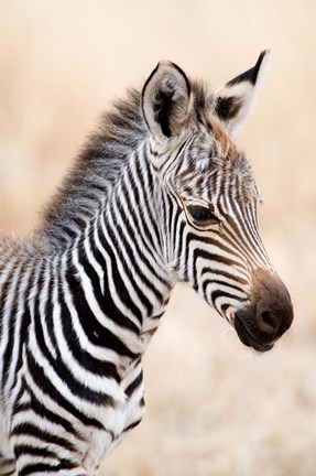 Framed Close-up of a Burchell's Zebra (Equus burchelli), Ngorongoro Crater, Ngorongoro, Tanzania Print