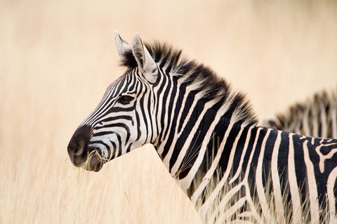 Framed Burchell Zebra, Ngorongoro Crater, Ngorongoro, Tanzania Print