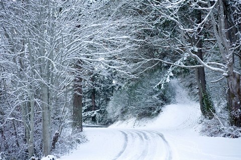 Framed Forest in Winter, Washington State Print