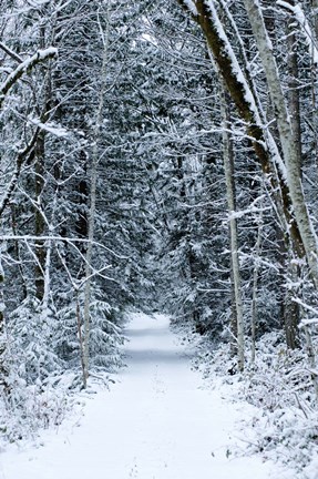 Framed Snow Covered Road Through a Forest, Washington State Print