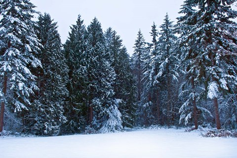 Framed Trees along a snow covered road in a forest, Washington State, USA Print