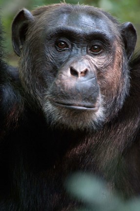 Framed Close-up of a Chimpanzee (Pan troglodytes), Kibale National Park, Uganda Print