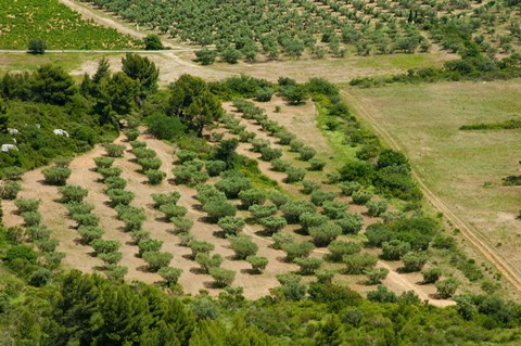 Framed Olive trees in field, Les Baux-de-Provence, Bouches-Du-Rhone, Provence-Alpes-Cote d&#39;Azur, France Print