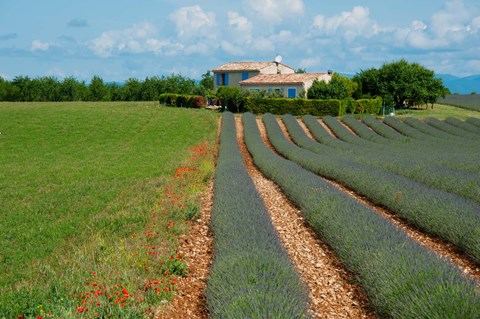 Framed Lavender field, Plateau de Valensole, Alpes-de-Haute-Provence, Provence-Alpes-Cote d&#39;Azur, France Print