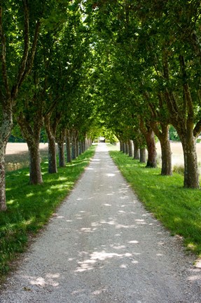 Framed Treelined along a road, Vaugines, Vaucluse, Provence-Alpes-Cote d&#39;Azur, France Print