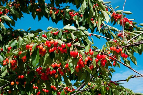 Framed Cherries to be Harvested, Cucuron, Vaucluse, Provence-Alpes-Cote d&#39;Azur, France (horizontal) Print