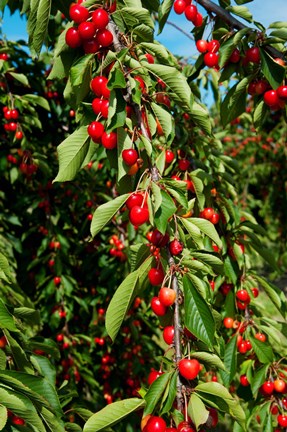 Framed Cherries to be Harvested, Cucuron, Vaucluse, Provence-Alpes-Cote d&#39;Azur, France (vertical) Print