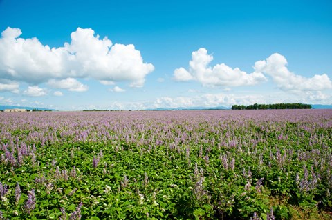 Framed Field with flowers near D8, Brunet, Plateau de Valensole, Alpes-de-Haute-Provence, Provence-Alpes-Cote d&#39;Azur, France Print