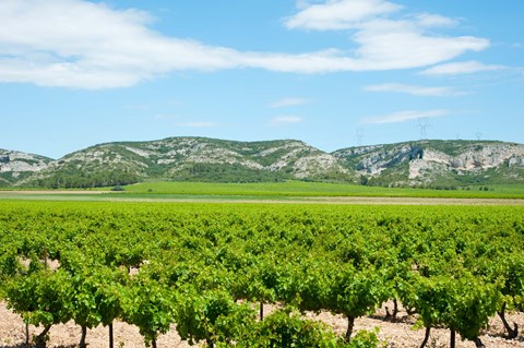 Framed Vineyards with hills in the background, Alpilles, Route d&#39;Orgon, Eyguieres, Bouches-Du-Rhone, Provence-Alpes-Cote d&#39;Azur, France Print