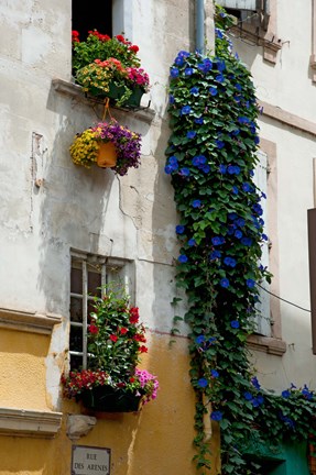 Framed Building with flower pots on each window, Rue Des Arenes, Arles, Bouches-Du-Rhone, Provence-Alpes-Cote d&#39;Azur, France Print