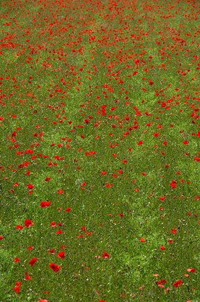 Framed Poppy Field in Bloom, Les Gres, Sault, Vaucluse, Provence-Alpes-Cote d&#39;Azur, France (vertical) Print