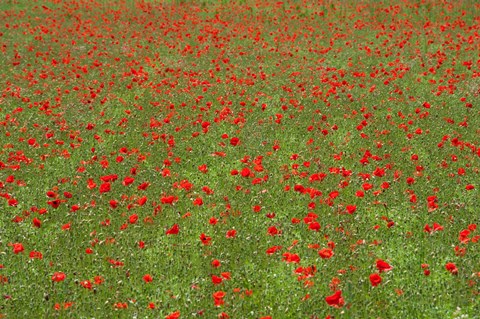 Framed Poppy Field in Bloom, Les Gres, Sault, Vaucluse, Provence-Alpes-Cote d&#39;Azur, France (horizontal) Print