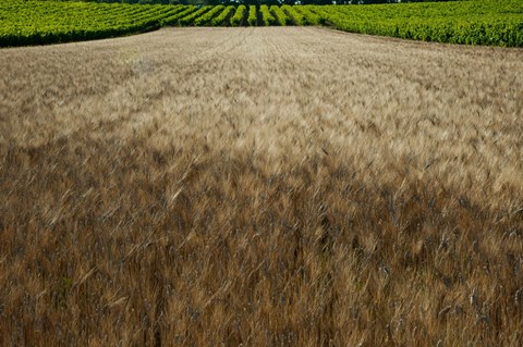 Framed Wheat field surrounded by vineyards, Cucuron, Vaucluse, Provence-Alpes-Cote d&#39;Azur, France Print