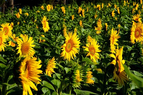 Framed Sunflowers (Helianthus annuus) in a field, Vaugines, Vaucluse, Provence-Alpes-Cote d&#39;Azur, France Print