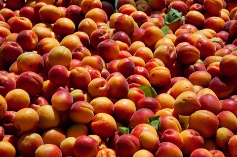 Framed Nectarines for sale at weekly market, St.-Remy-de-Provence, Bouches-Du-Rhone, Provence-Alpes-Cote d&#39;Azur, France Print